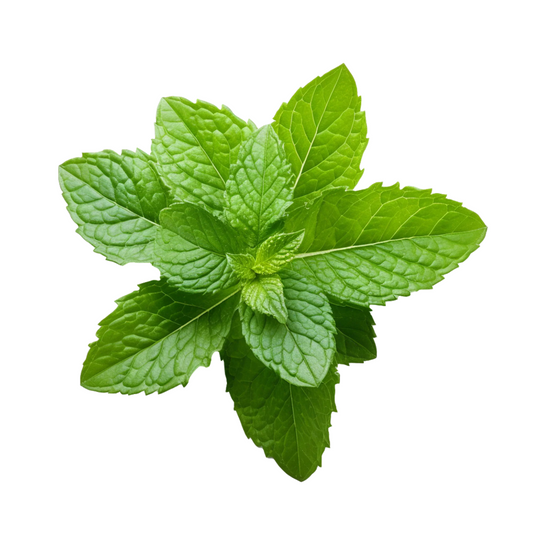 Peppermint essential oil